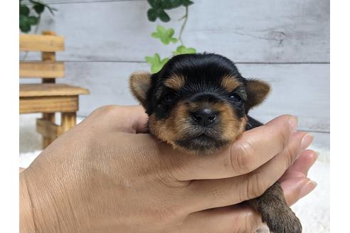 成約済の静岡県のヨークシャーテリア-139189の7枚目
