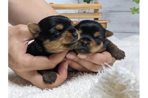 成約済の静岡県のヨークシャーテリア-139189の6枚目