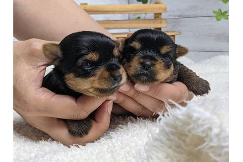 成約済の静岡県のヨークシャーテリア-139189の5枚目