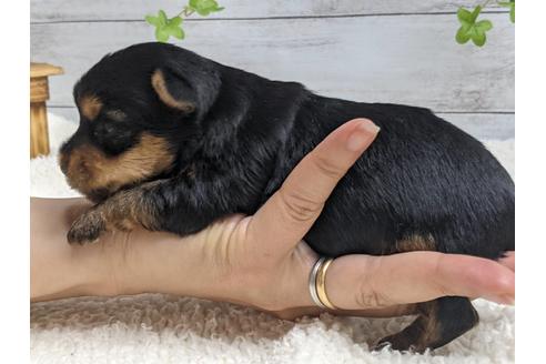 成約済の静岡県のヨークシャーテリア-139189の4枚目