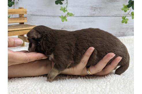 成約済の静岡県のチワワ(ロングコート)-139193の3枚目