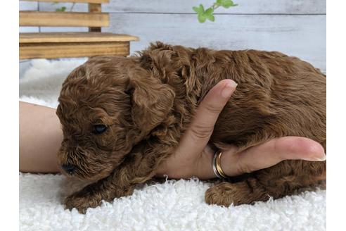 成約済の静岡県のタイニープードル-139208の2枚目