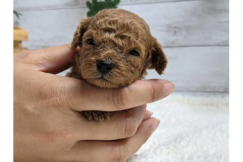 成約済の静岡県のトイプードル-139209の3枚目