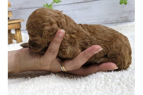 成約済の静岡県のトイプードル-139209の2枚目