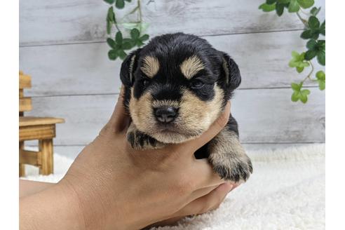 成約済の静岡県のミニチュアシュナウザー-139213の1枚目