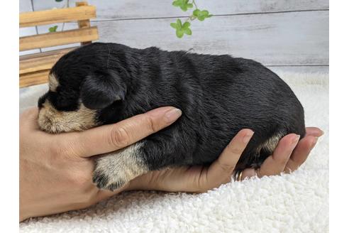 成約済の静岡県のミニチュアシュナウザー-139213の2枚目