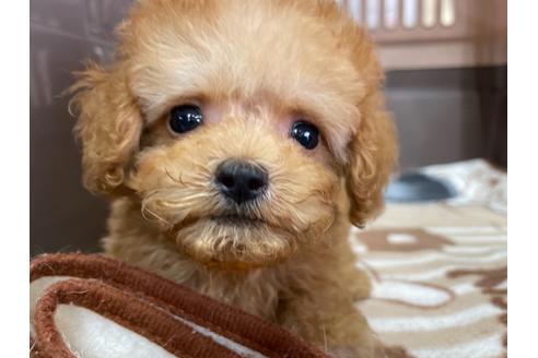 成約済の愛媛県のティーカッププードル-138302の1枚目