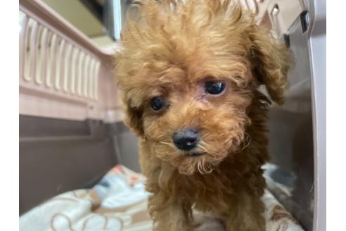 成約済の愛媛県のティーカッププードル-138304