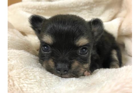 成約済の千葉県のチワワ(ロングコート)-139222の2枚目