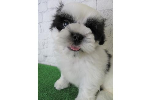 成約済の大阪府のシーズー-136315の1枚目