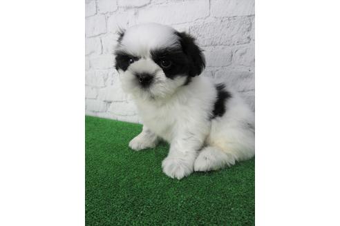 成約済の大阪府のシーズー-136315の5枚目