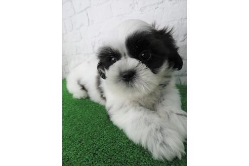 成約済の大阪府のシーズー-136315の4枚目