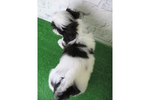 成約済の大阪府のシーズー-136315の2枚目