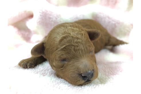 成約済の千葉県のトイプードル-139227の4枚目