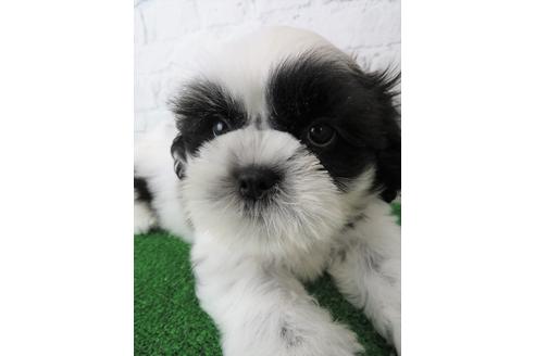 成約済の大阪府のシーズー-136323の1枚目