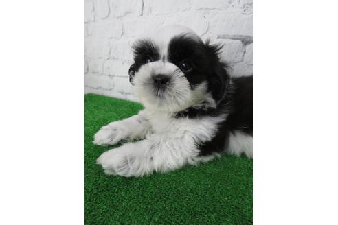 成約済の大阪府のシーズー-136323の5枚目