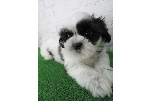 成約済の大阪府のシーズー-136323の4枚目