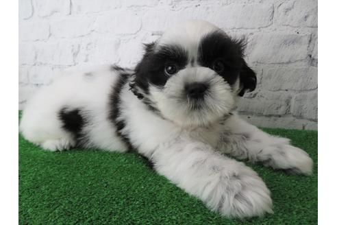 成約済の大阪府のシーズー-136323の3枚目