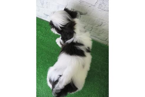 成約済の大阪府のシーズー-136323の2枚目