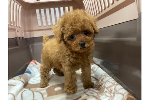 成約済の愛媛県のティーカッププードル-138287の1枚目