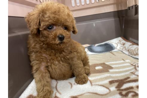成約済の愛媛県のティーカッププードル-138287の2枚目