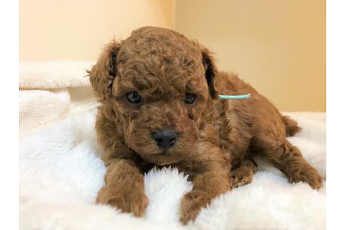 成約済の千葉県のトイプードル-139227の1枚目