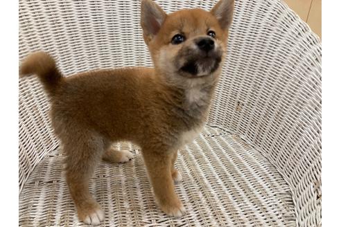 成約済の北海道の柴犬-136205の3枚目