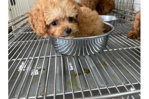 成約済の愛媛県のティーカッププードル-138302の2枚目