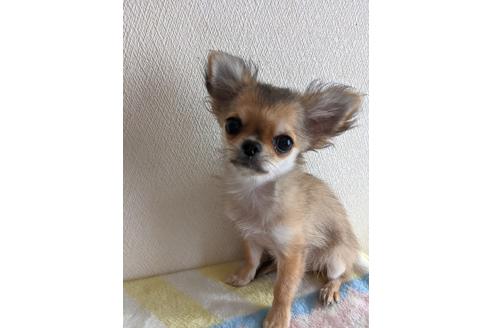 成約済の埼玉県のチワワ(ロングコート)-137004の3枚目