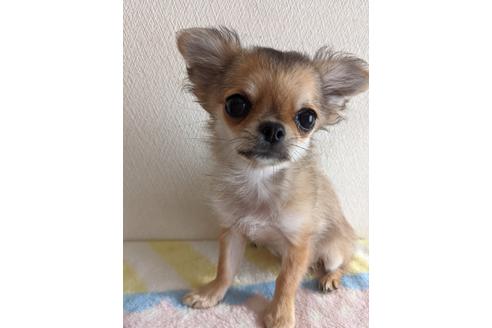 成約済の埼玉県のチワワ(ロングコート)-137004の5枚目