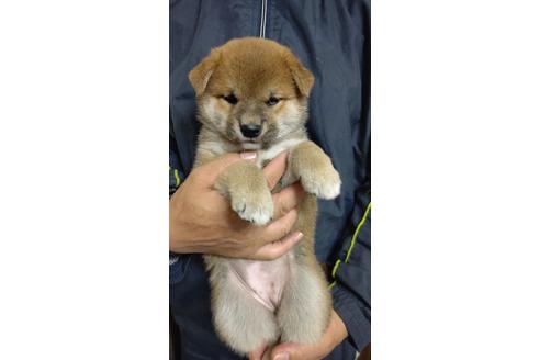 成約済の岡山県の柴犬-139383の1枚目