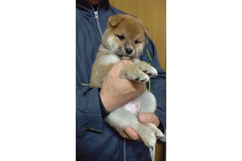 成約済の岡山県の柴犬-139383の2枚目