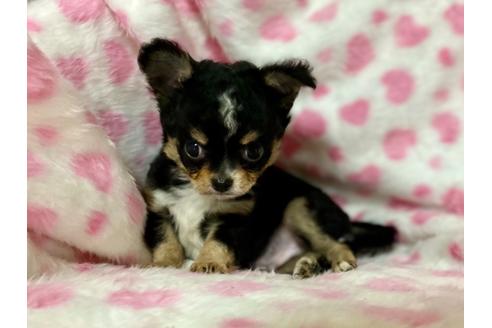 成約済の三重県のチワワ(ロングコート)-134369の2枚目