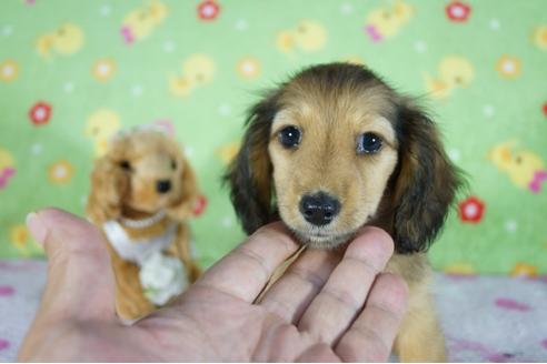 成約済の兵庫県のカニンヘンダックスフンド(ロングヘアード)-139404