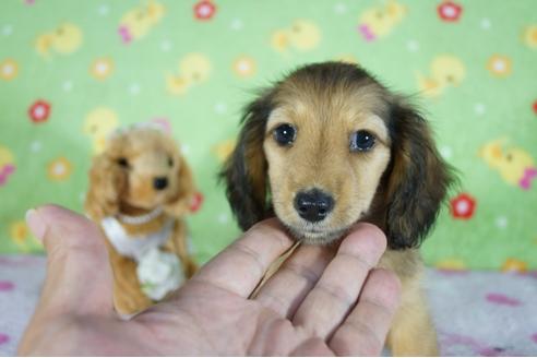 成約済の兵庫県のカニンヘンダックスフンド(ロングヘアード)-139404の1枚目