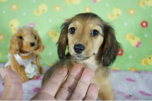 成約済の兵庫県のカニンヘンダックスフンド(ロングヘアード)-139404の2枚目