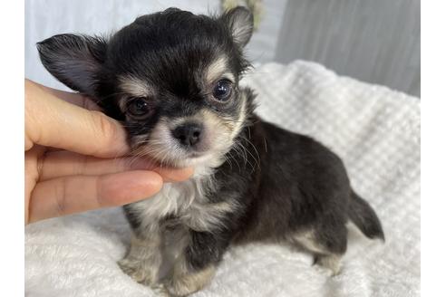 成約済の京都府のチワワ(ロングコート)-137899の1枚目