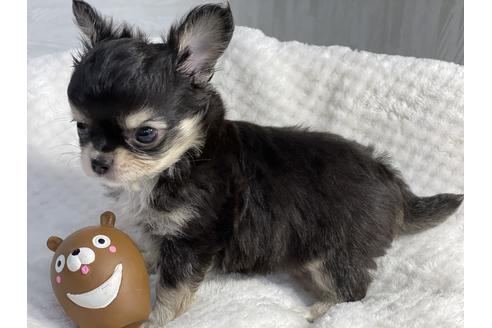 成約済の京都府のチワワ(ロングコート)-137899の5枚目