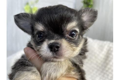 成約済の京都府のチワワ(ロングコート)-137899の4枚目