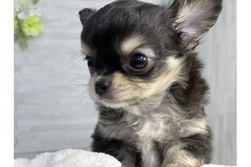 成約済の京都府のチワワ(ロングコート)-137899の3枚目