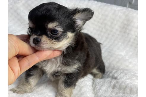 成約済の京都府のチワワ(ロングコート)-137899の2枚目