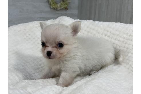 成約済の京都府のチワワ(ロングコート)-138352の1枚目