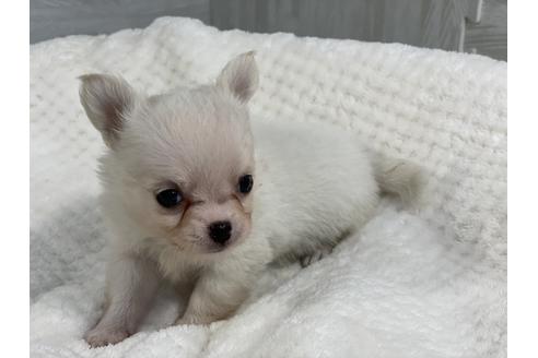 成約済の京都府のチワワ(ロングコート)-138352の5枚目