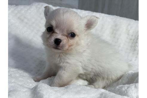 成約済の京都府のチワワ(ロングコート)-138352の4枚目