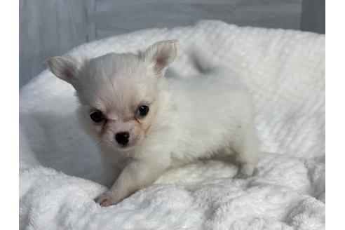 成約済の京都府のチワワ(ロングコート)-138352の2枚目