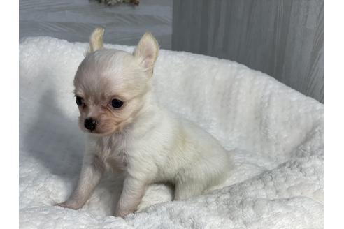 成約済の京都府のチワワ(ロングコート)-138351の5枚目