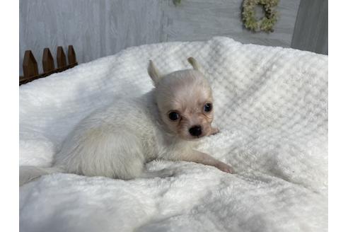 成約済の京都府のチワワ(ロングコート)-138351の4枚目