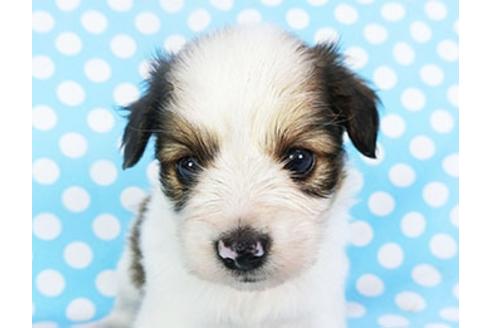 成約済の千葉県のパピヨン-139453の1枚目