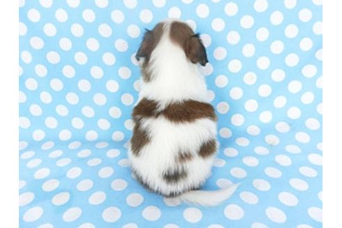 成約済の千葉県のパピヨン-139453の4枚目