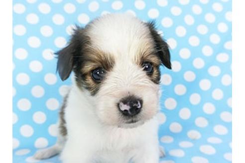 成約済の千葉県のパピヨン-139453の3枚目